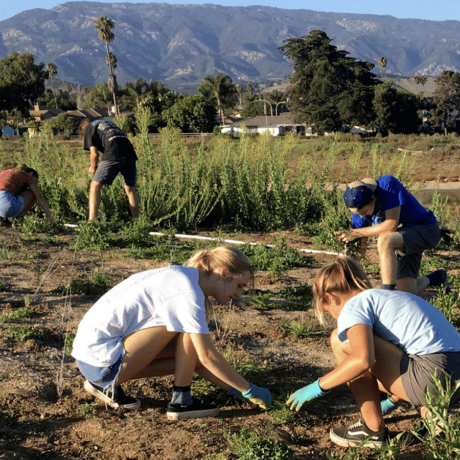 environmental studies students working in westmont garden