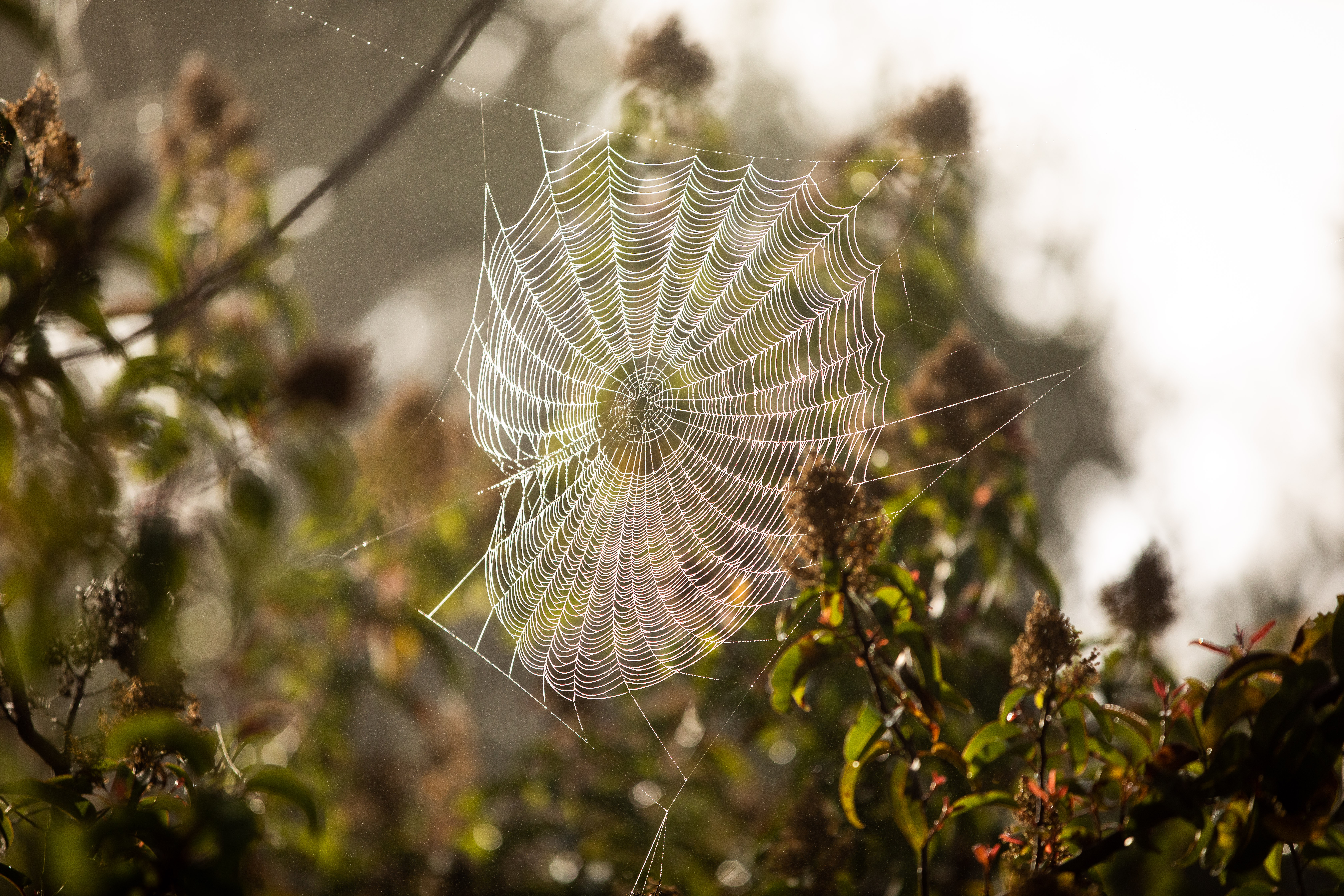 spiderweb on campus