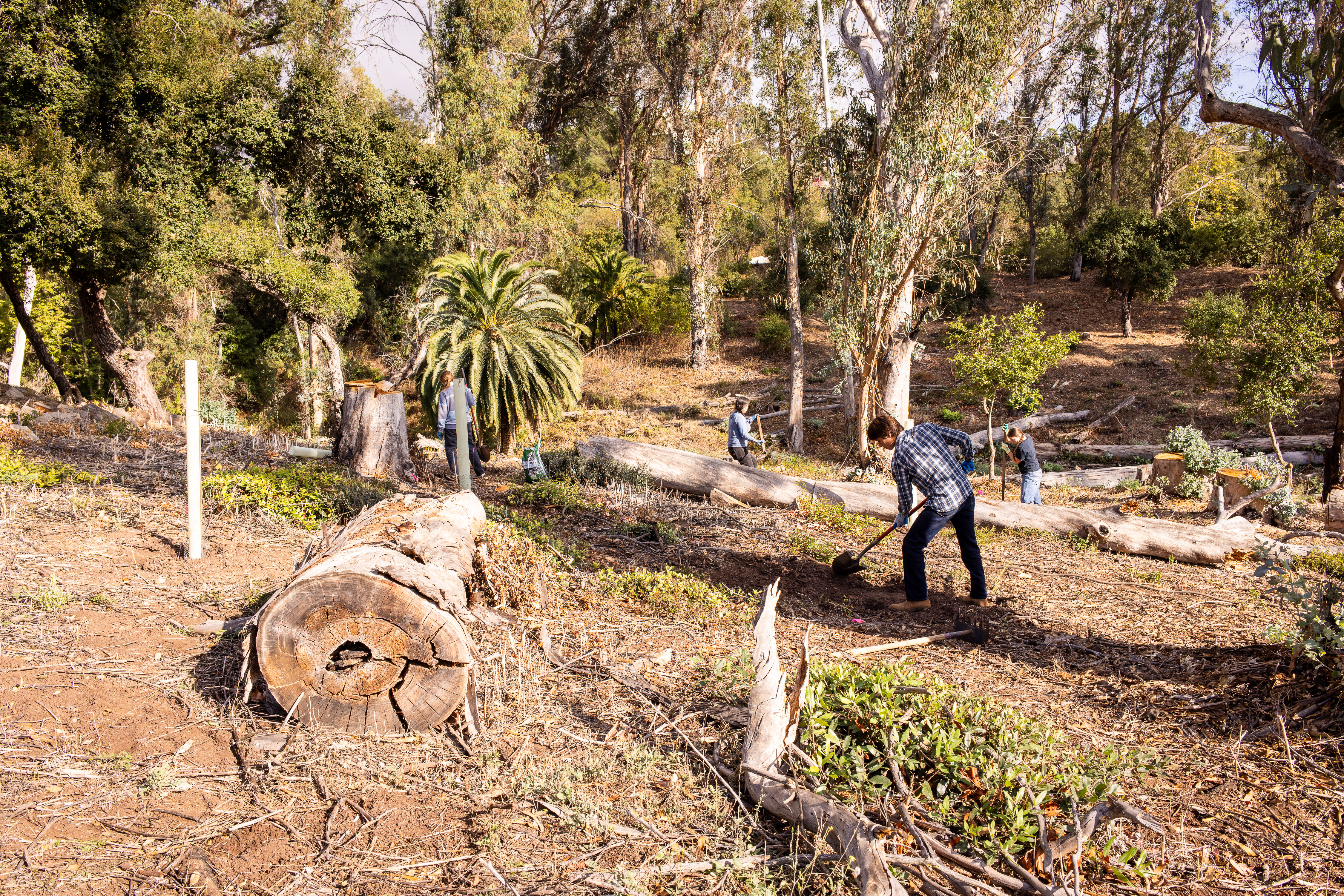 oak woodland restoration project