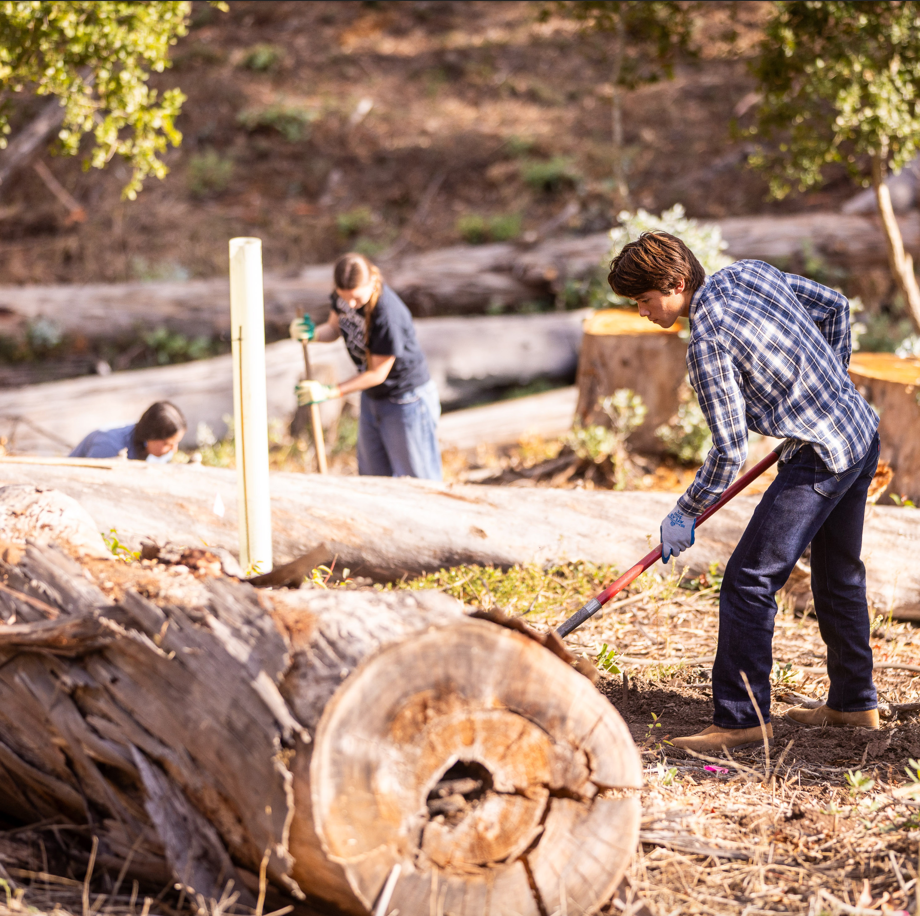 Faculty, staff and students plant oak trees