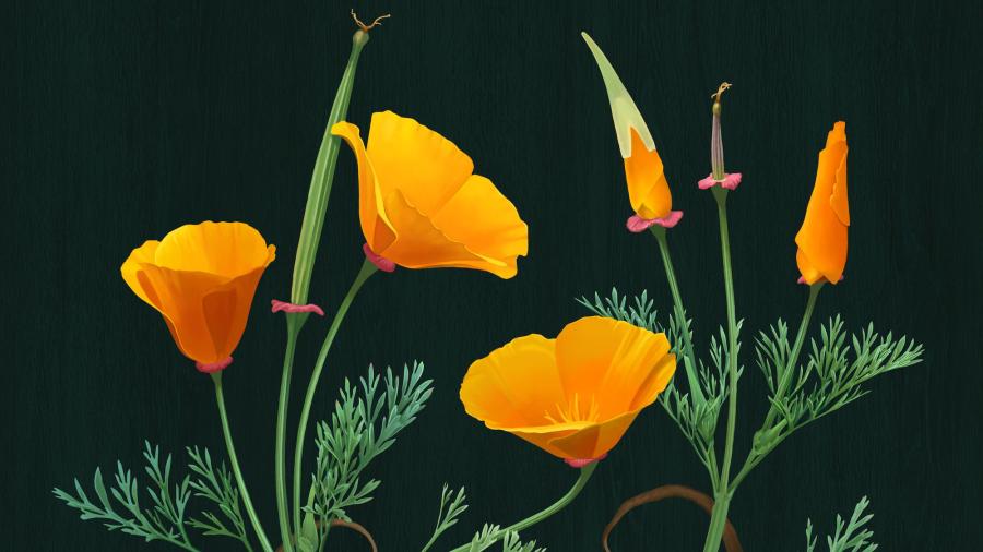 Chelsea Robert's "California Sunshine"