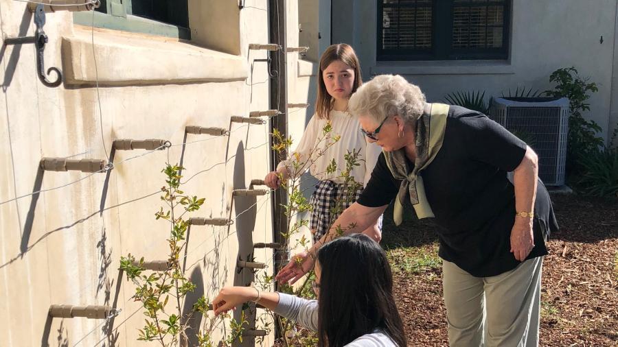 Espalier Westmont