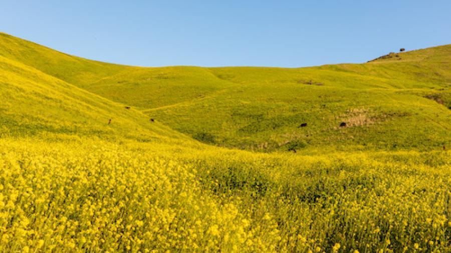 yellow flowers