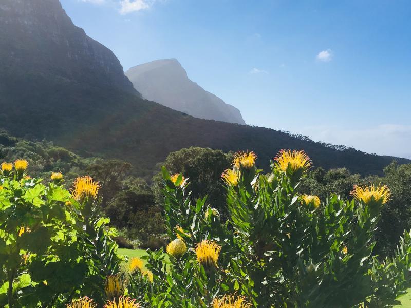 South Africa Mayterm