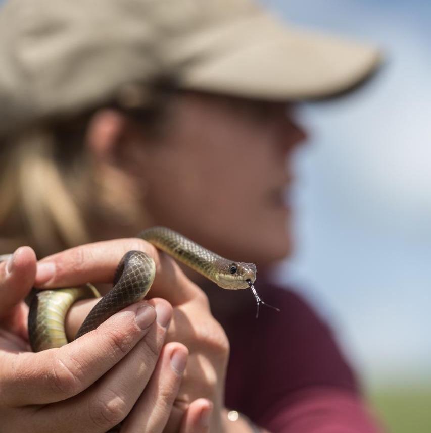 amanda sparkman holding snake