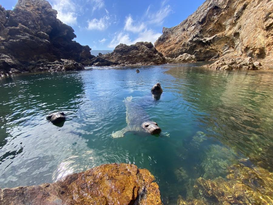 ChuckGraham_NorthernElephantSeals