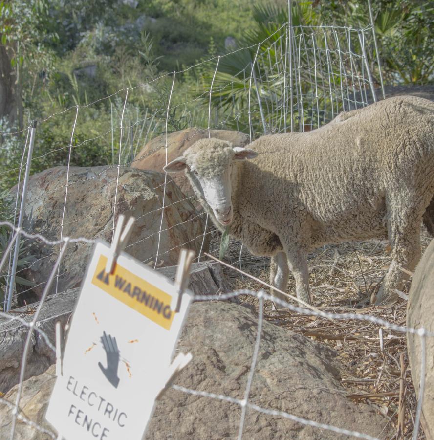 Sheep Graze at Westmont to Reduce Fire Danger