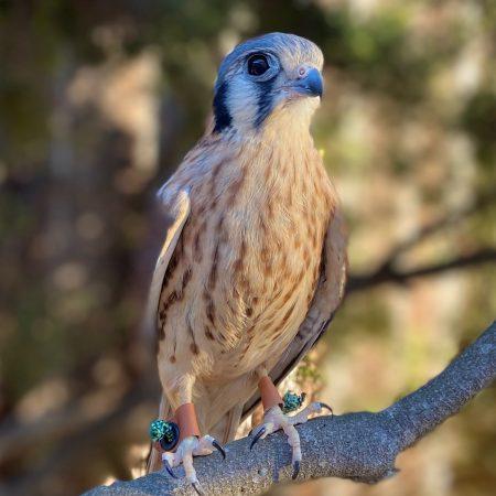 SB Audubon Society's "Mouse" the American Kestrel