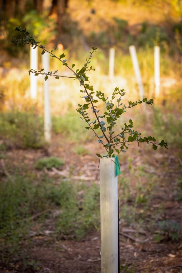 westmont wood restoration