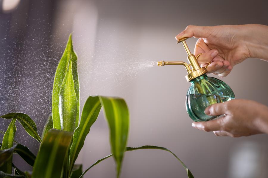 Spraying House Plants