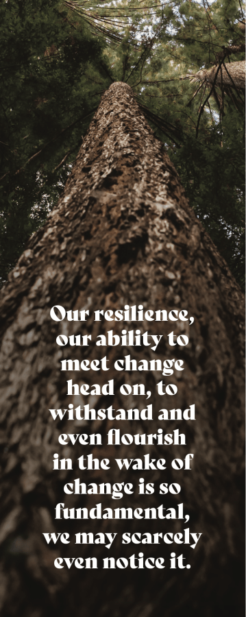 Amanda Sparksman Resilience Tree