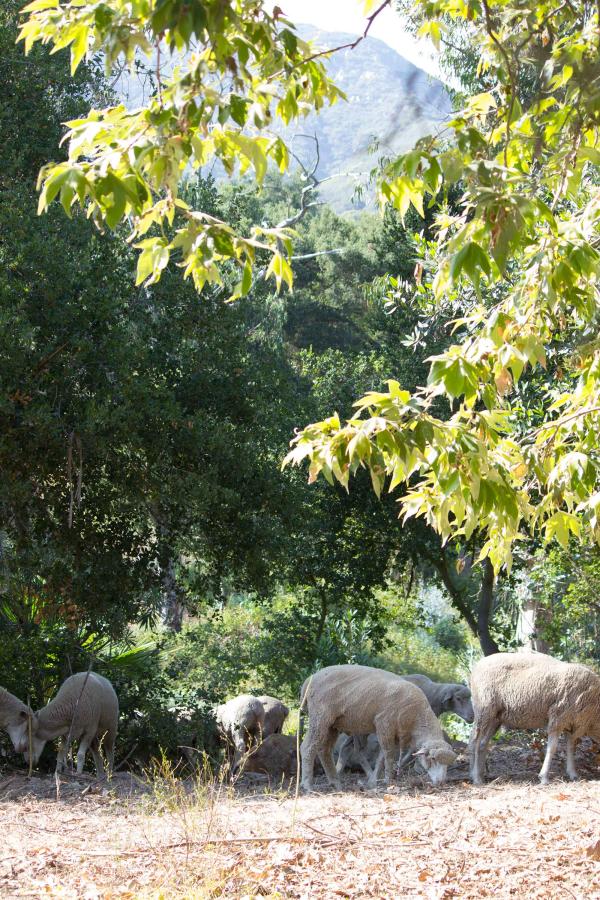 Sheep Graze at Westmont to Reduce Fire Danger