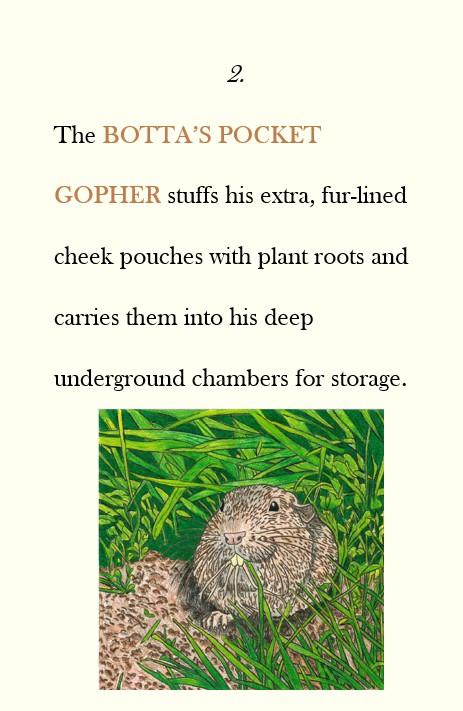 cheek pockets of Botta’s pocket gopher 