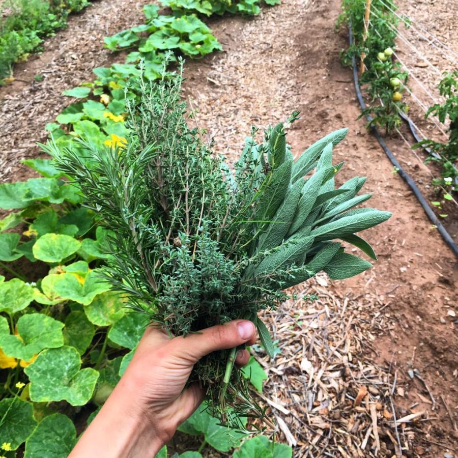 Holding handful of herbs from Westmont Garden.