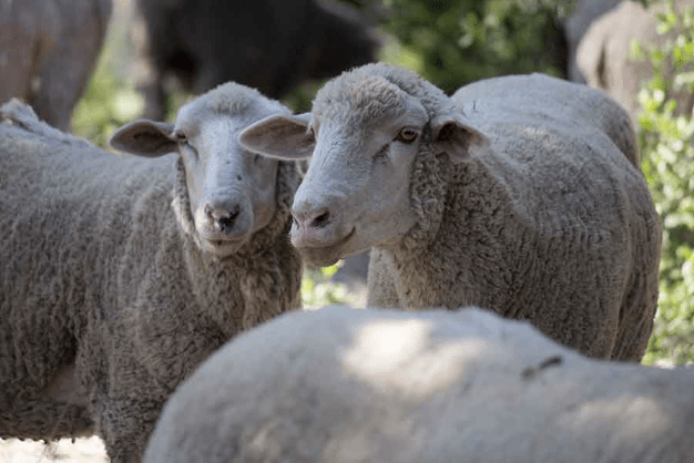 environmental studied sheep