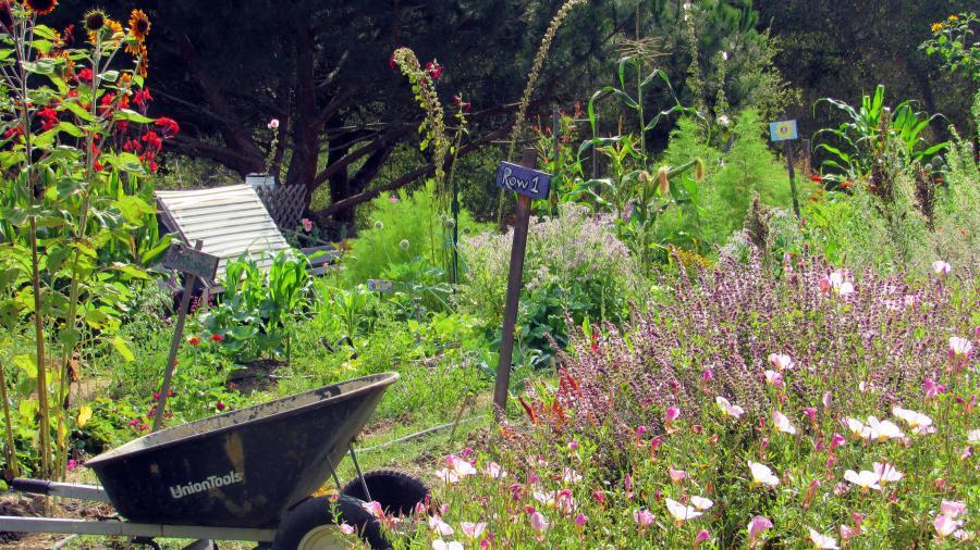 Wheelbarrow in Westmont Garden.